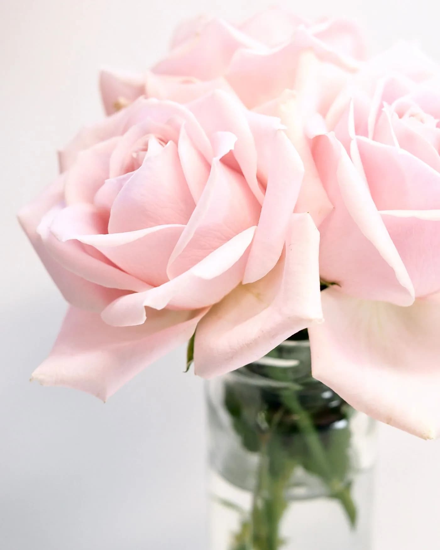 Pink Roses in a Vase 3