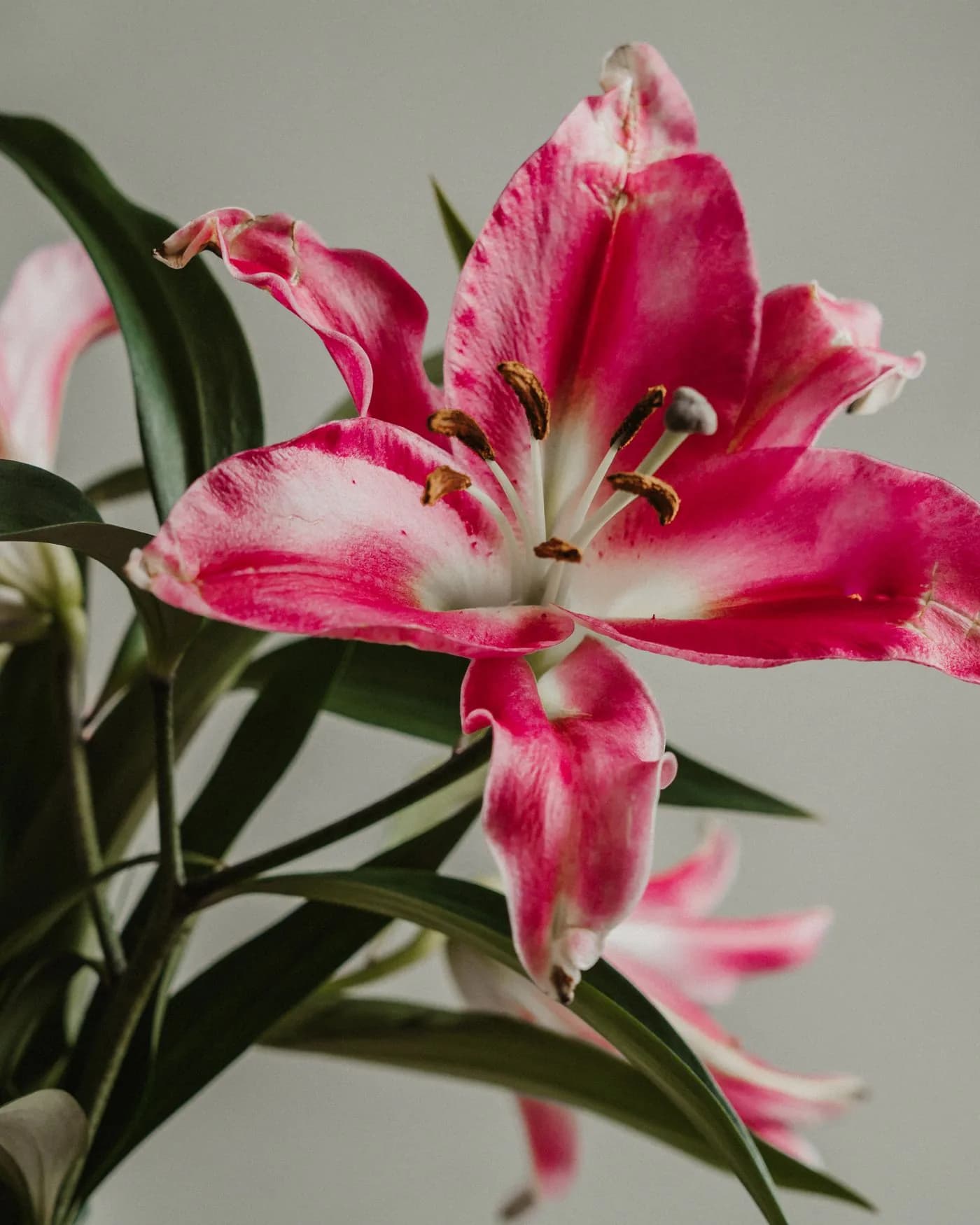 Pembe Lilyum