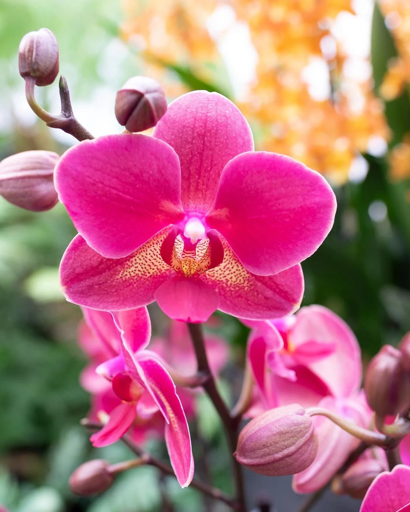Pembe Orkide