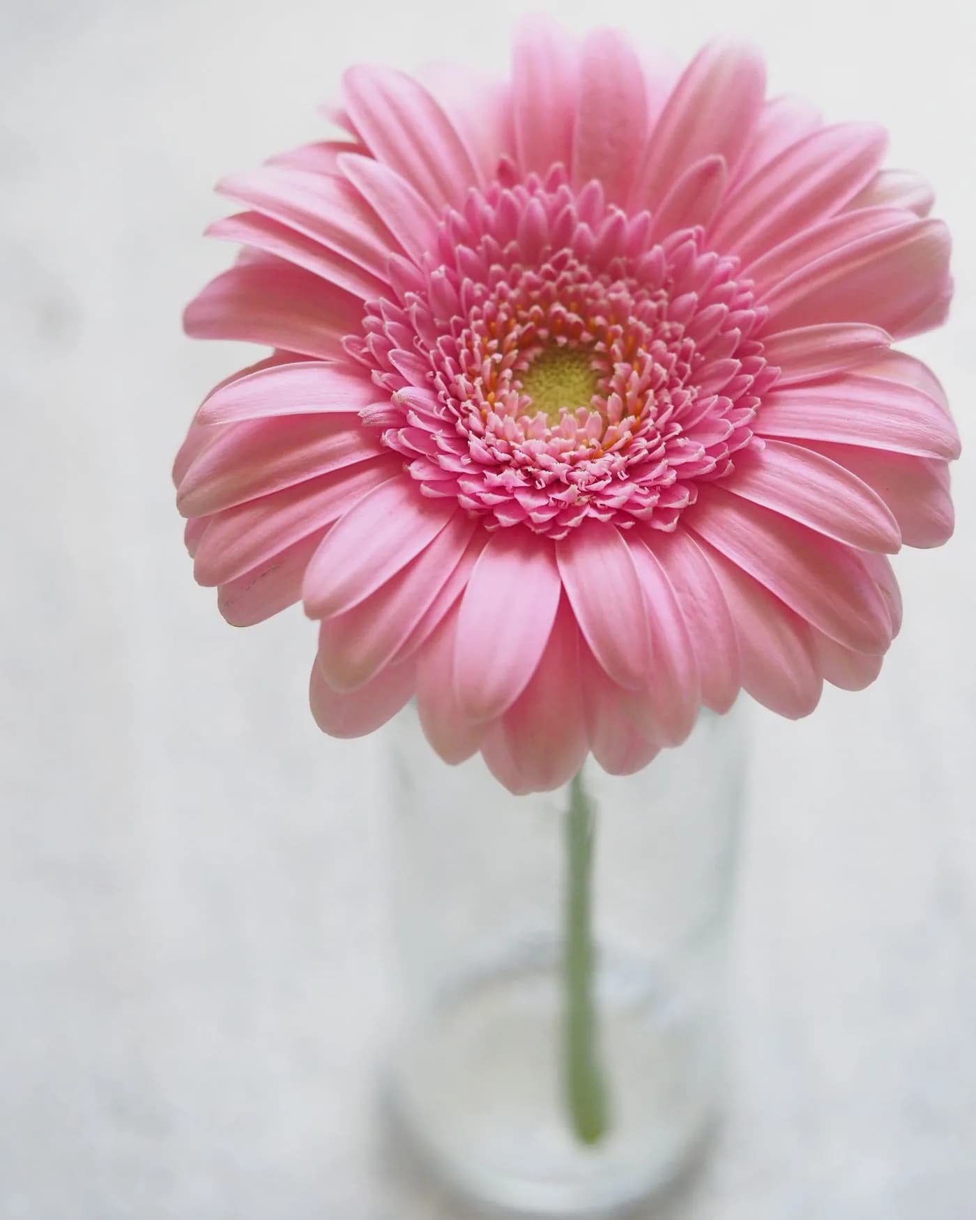 Gerbera Buketi