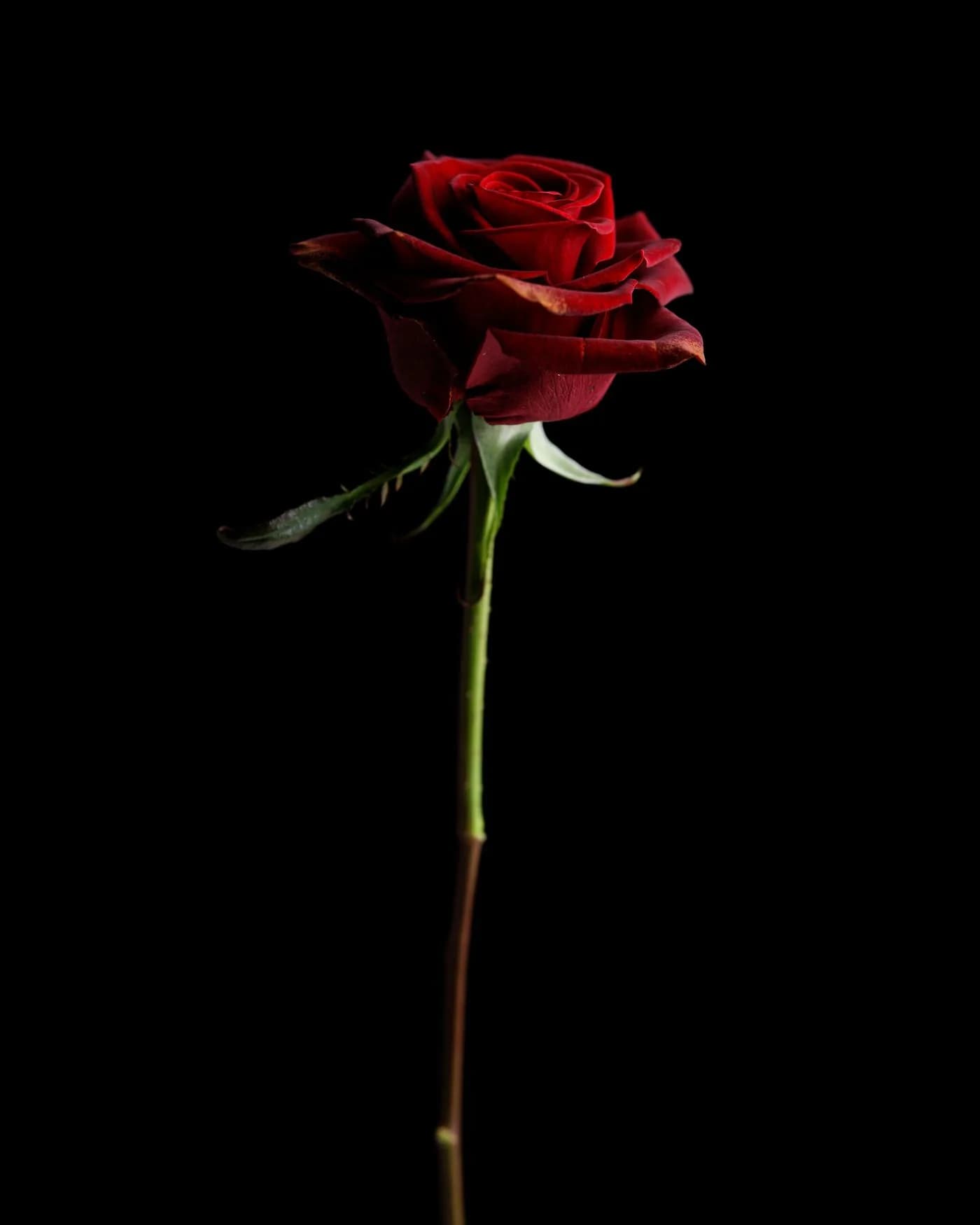 A Single Red Rose 2