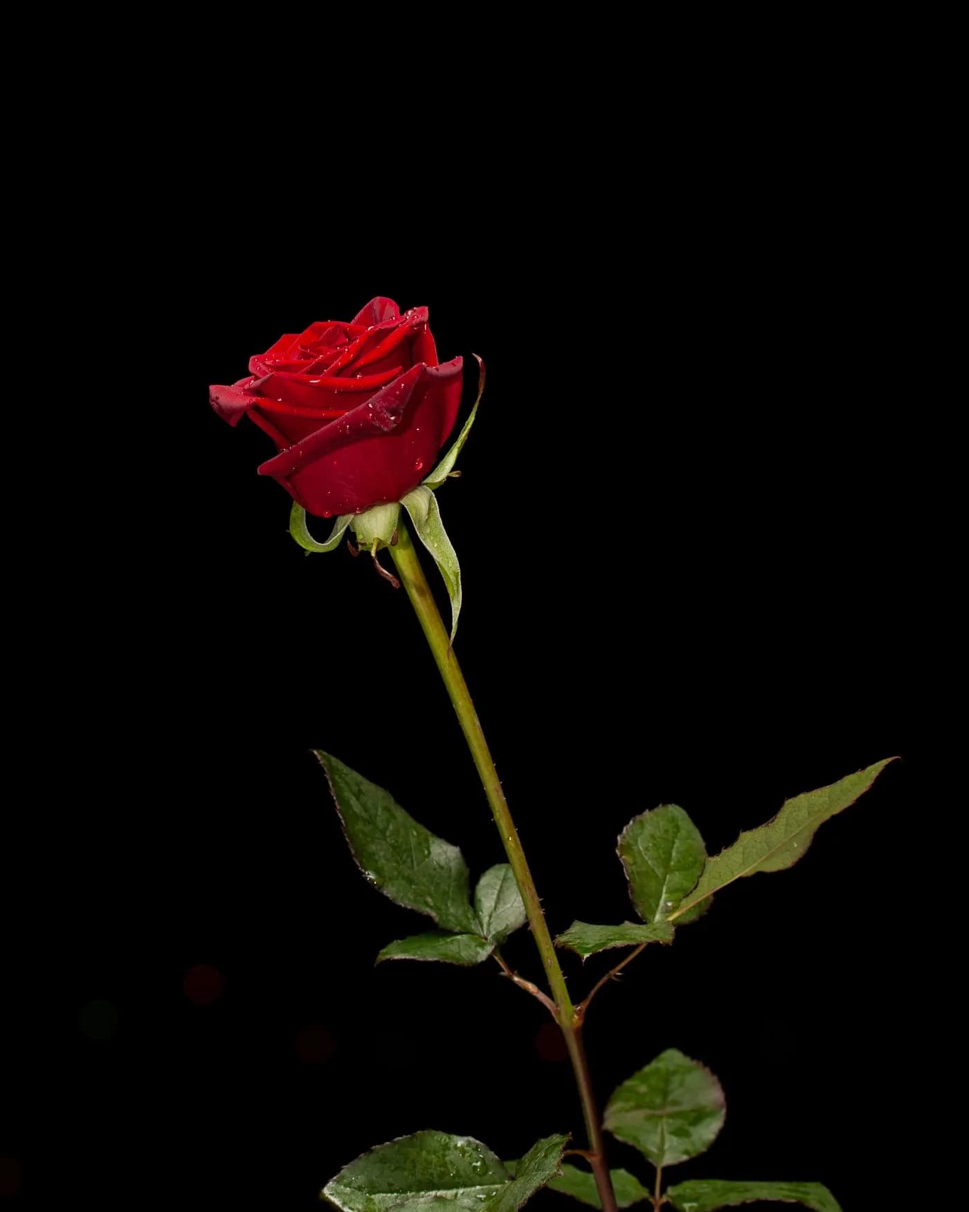 A Single Red Rose 3