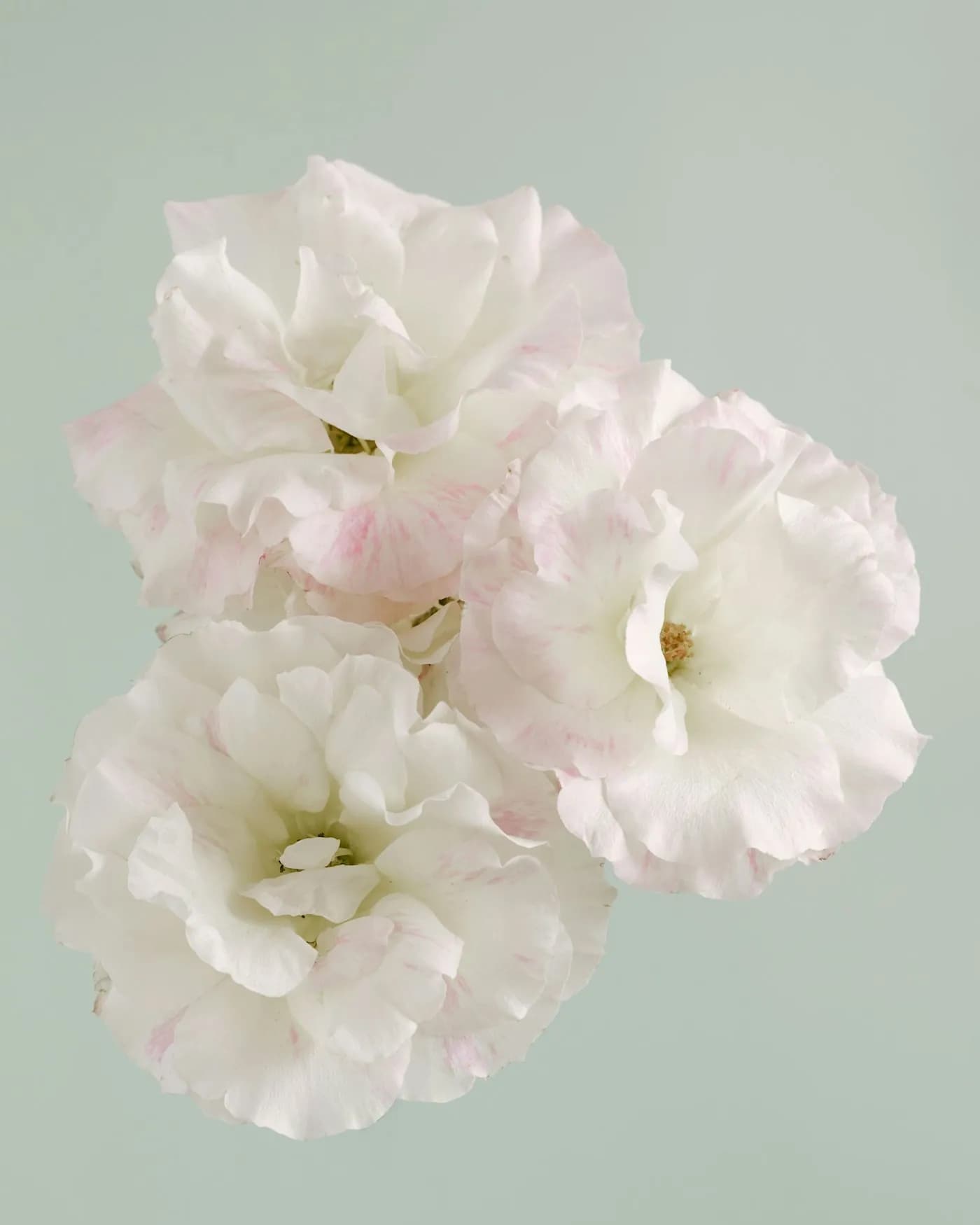 Lisianthus Buketi 3
