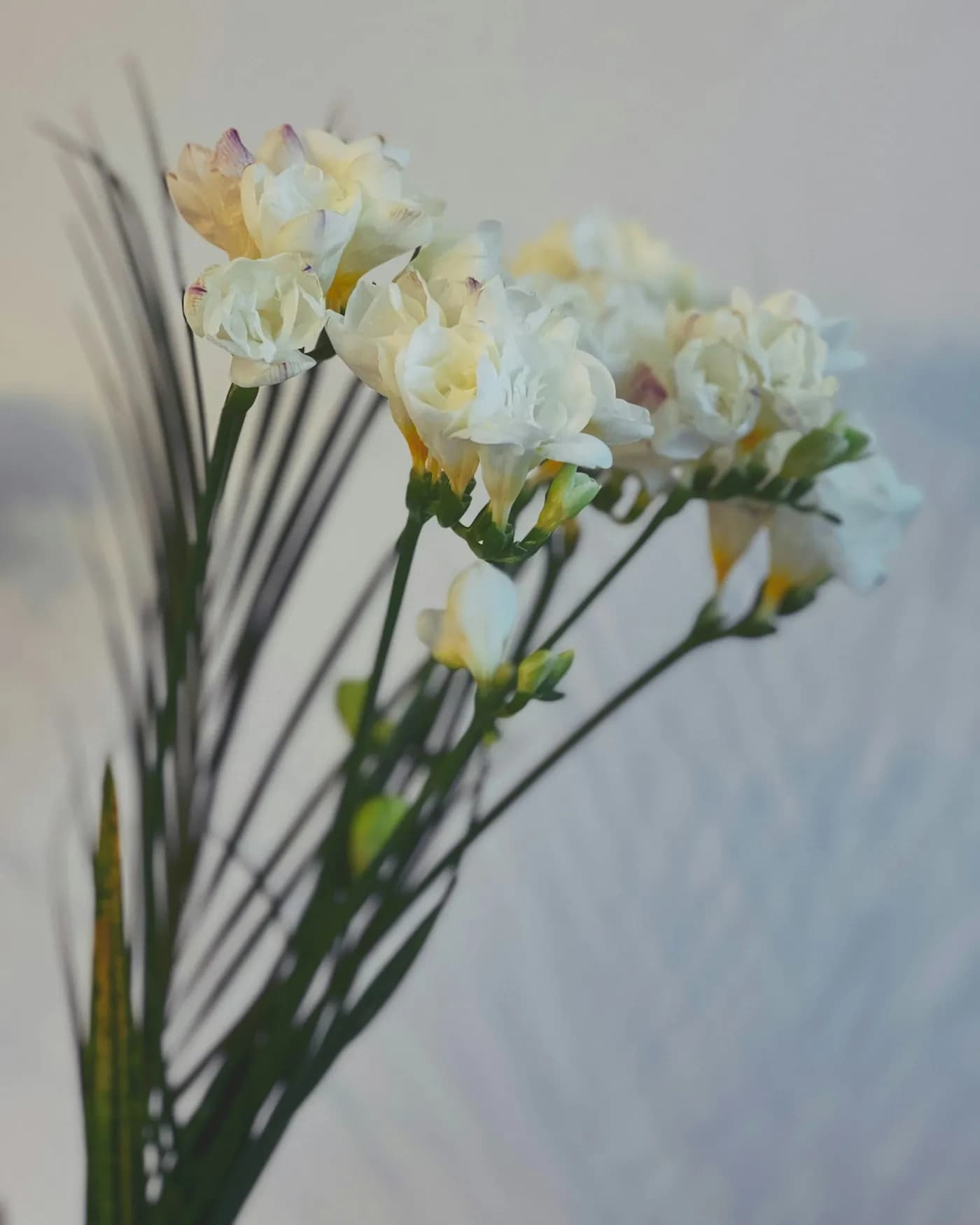 Lisianthus Buketi 4