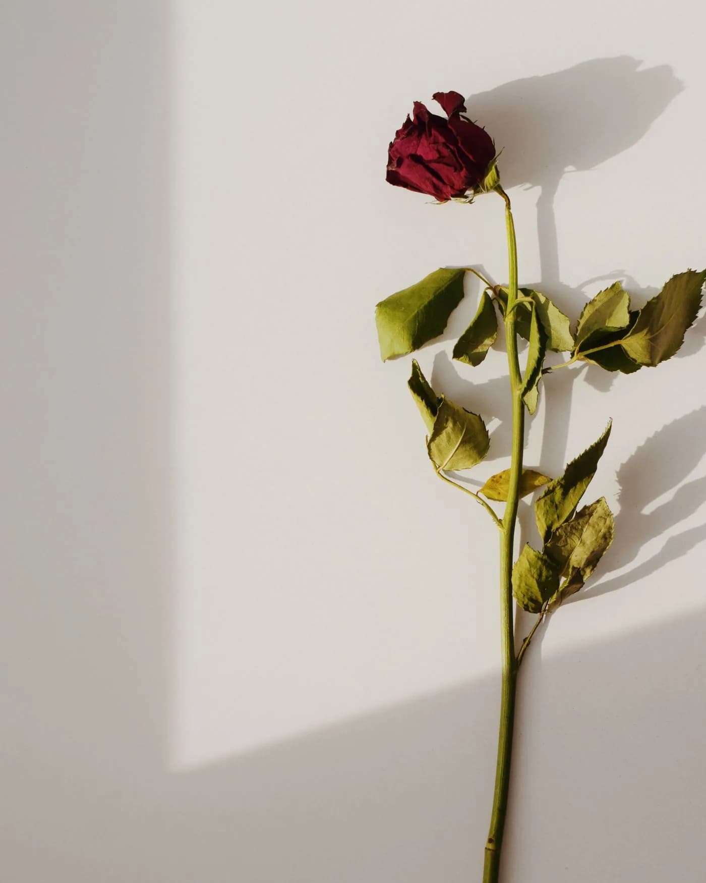 A Single Red Rose 4
